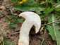Májusi pereszke (Calocybe gambosa), Budai-hegység